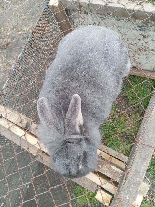 De vânzare iepuroaica cap de leu