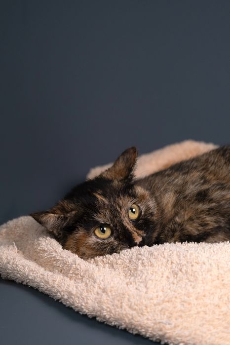 Котенок - девочка , 6 мксяцев.