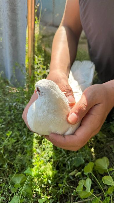 Продам голубей срочно 8 шт