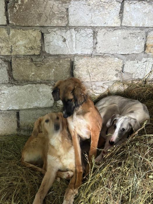 Тазы иттер 5 айлык