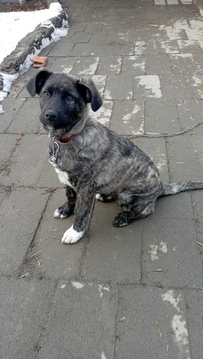 Шенок в добрые заботливые руки