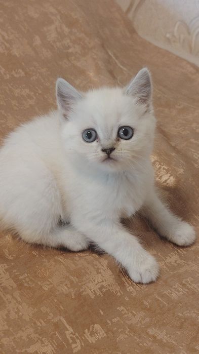 Shatlanski strayt qiz bola