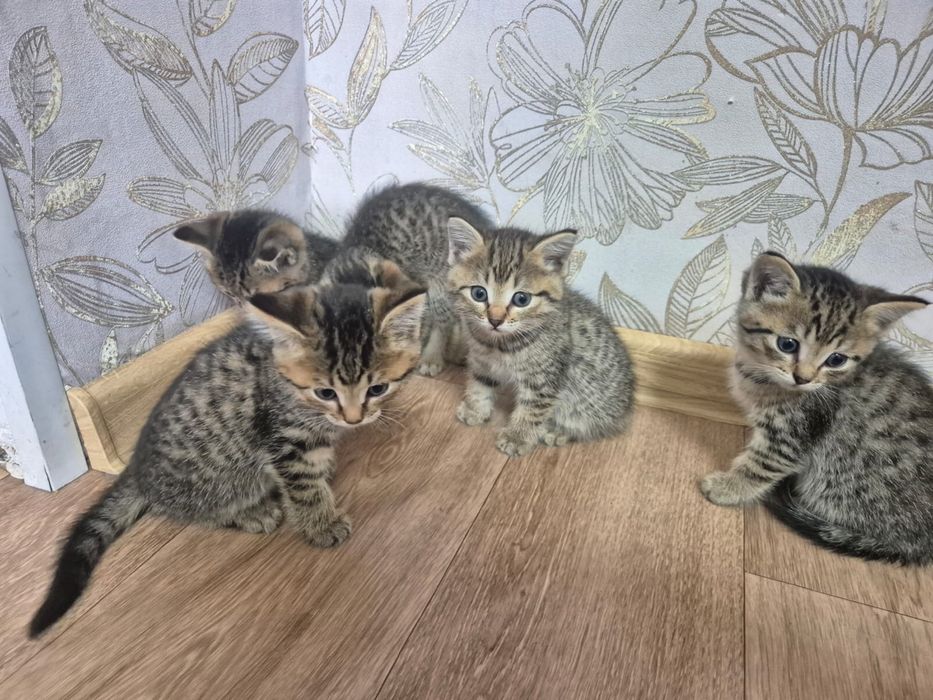Отдадим котят 2 девочки, 3 мальчика