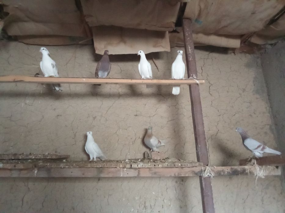 Кептер сатыладыыыы