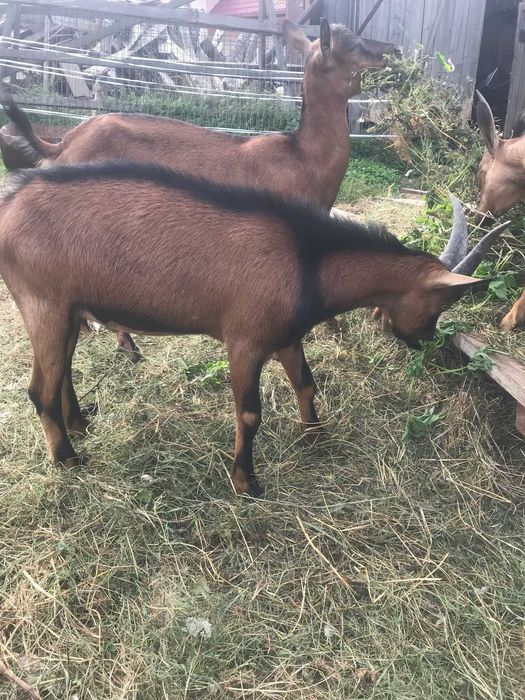 De vânzare lot capre