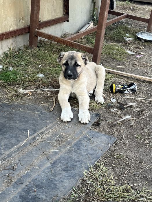 Щенок девочка 2 мес