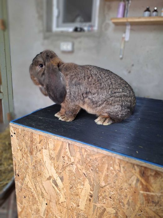 Berbec german de prasila