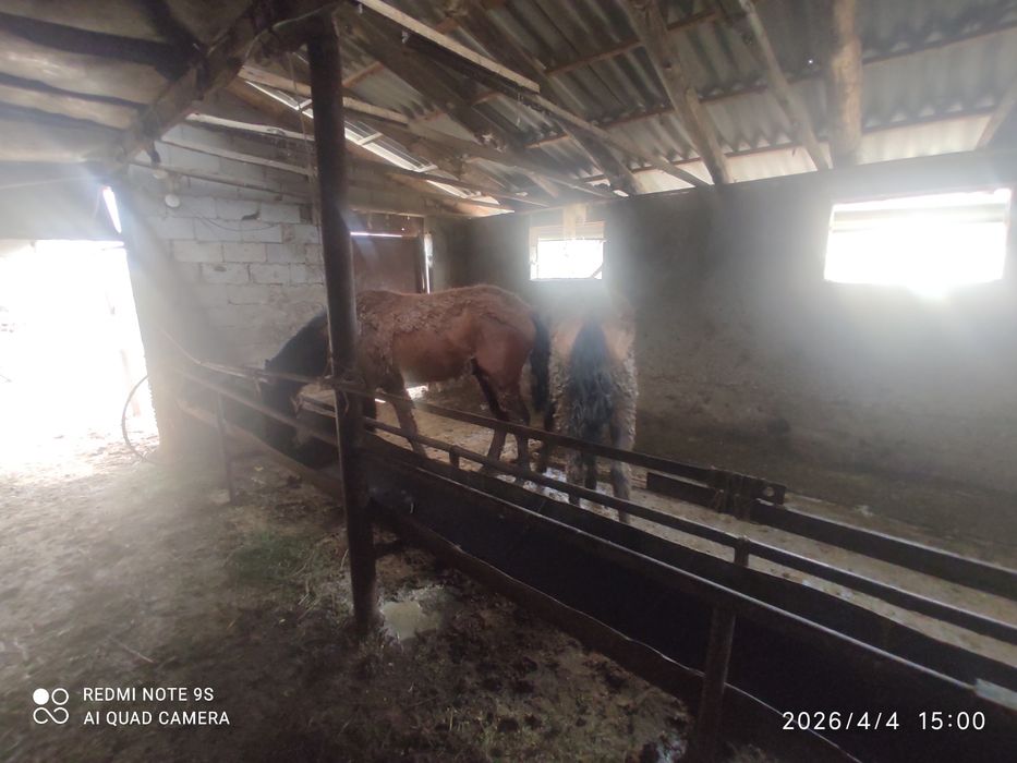 2 бас тай полукроб