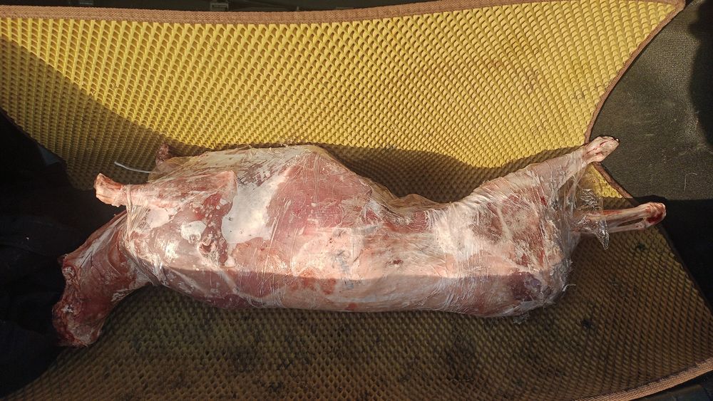 Ақбөкен еті, киік, сайгак