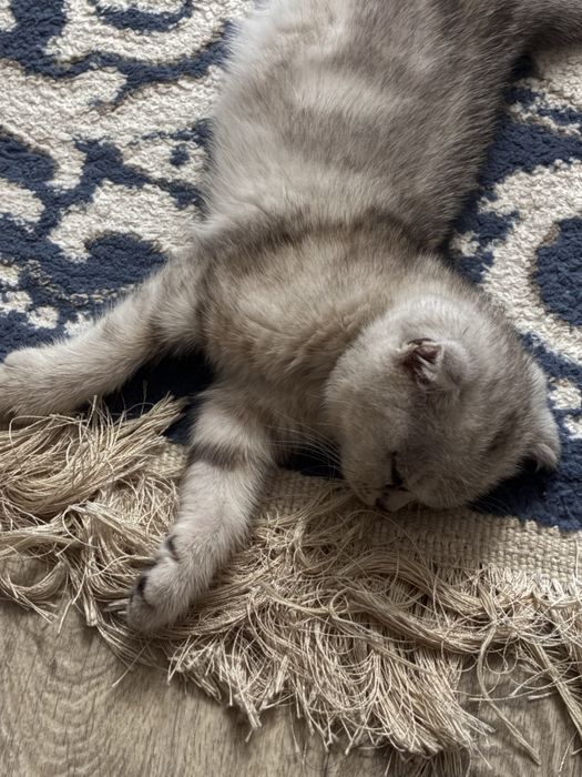 Котёнок шотландец 3 месяца