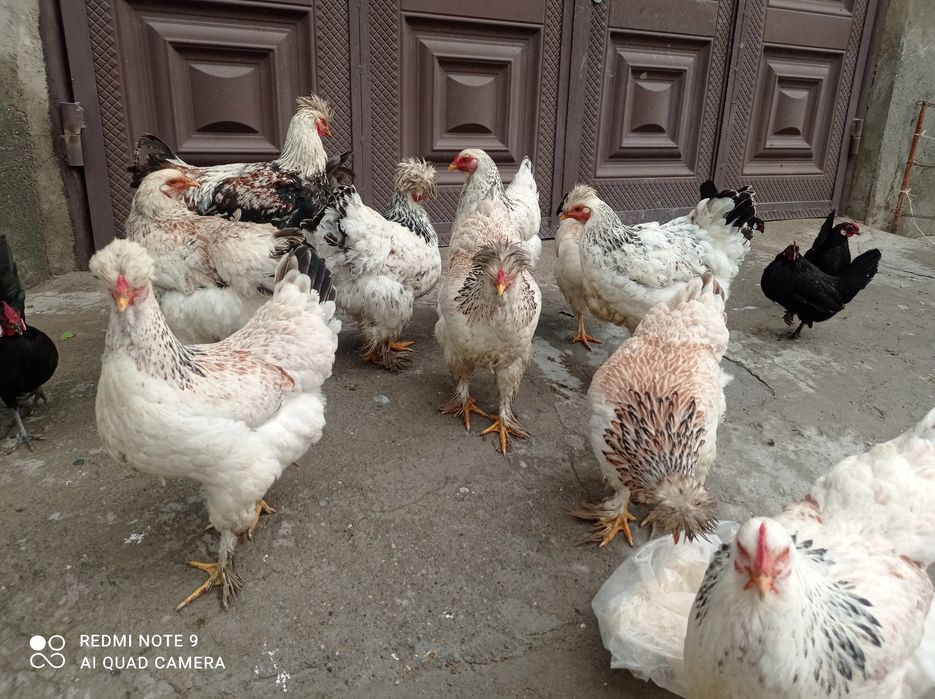 Брама товук тухумлари  сотилади