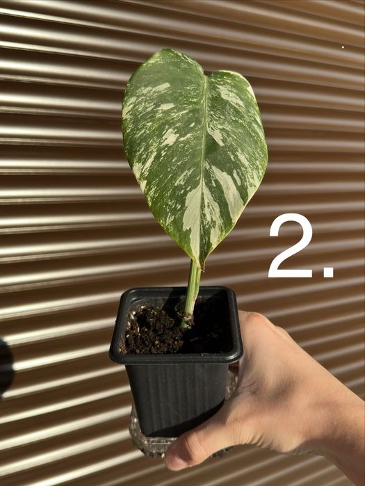 Monstera Albo Variegated (Монстера Албинос)