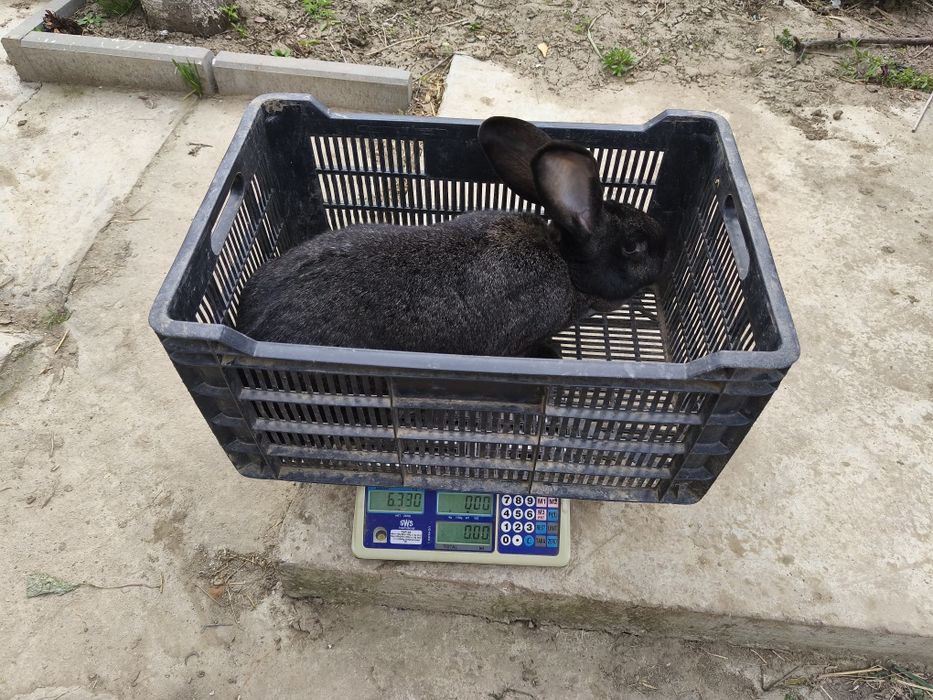 Căutăm căsuță nouă