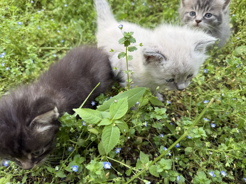 Котята один месяц