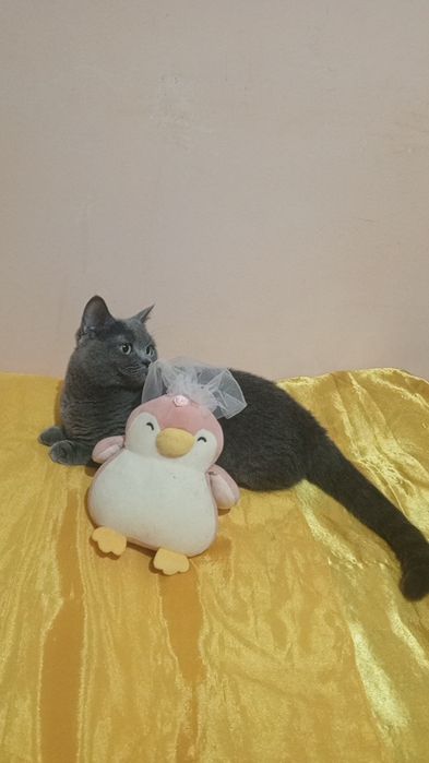 Продаётся МАНЧКИН Коротколапая Девочка БЕРЕМЕННАЯ!!