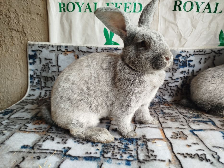 Полтавский серебро сотилади poltava quyon