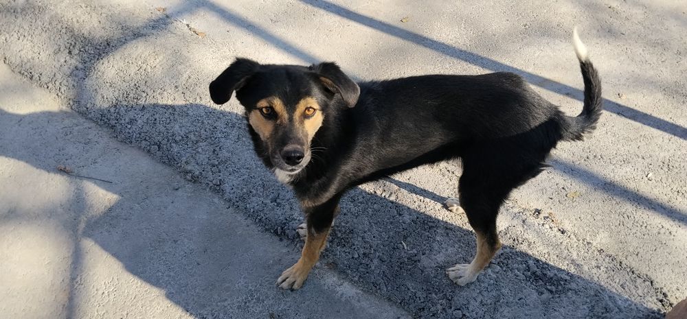 В добрые руки мальчик