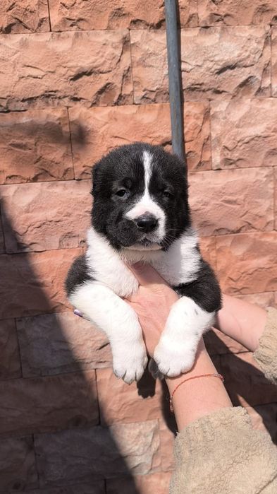 Алабаи щенки мальчики и девочки