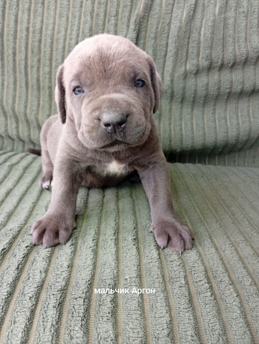 Кане Корсо Cane Corso Italiano