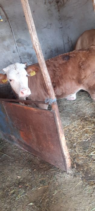 Vând vitea Baltata Românească