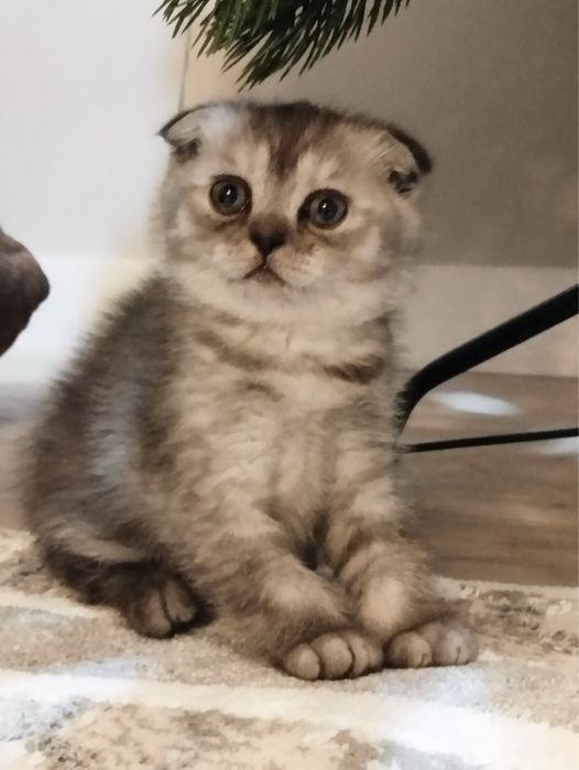 Шотландская вислоухая девочка