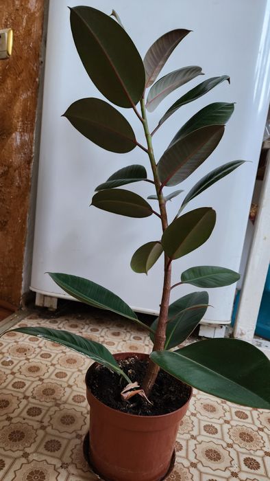 Продам домашние цветы