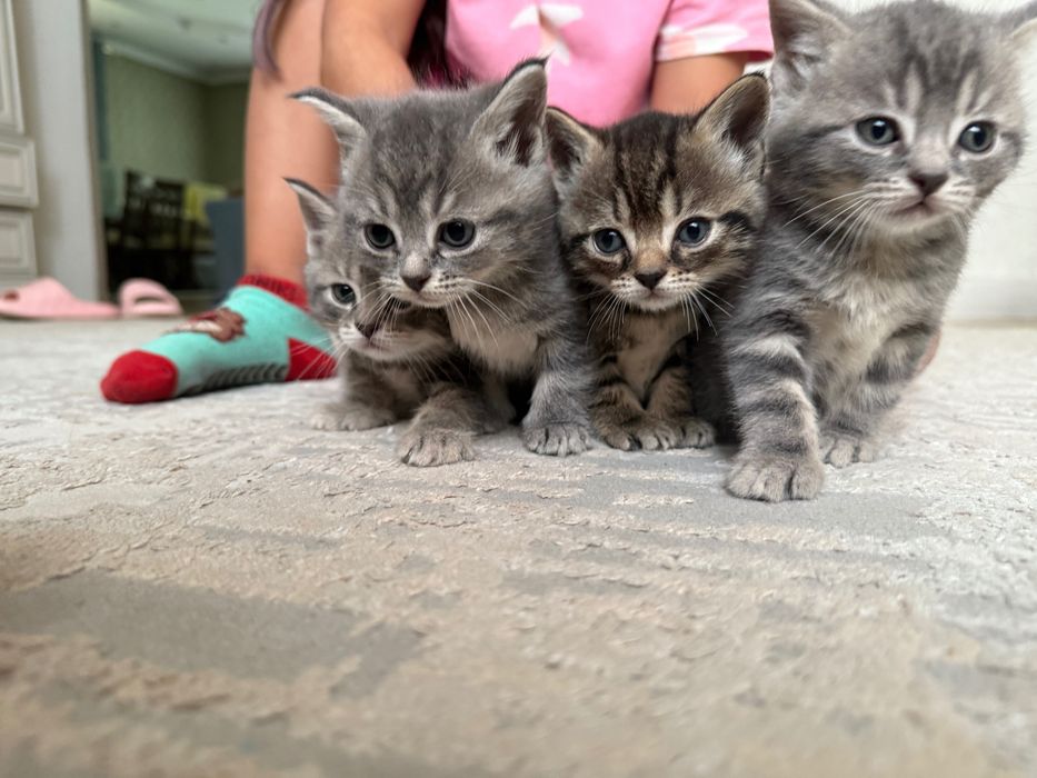 Продам породистых котят