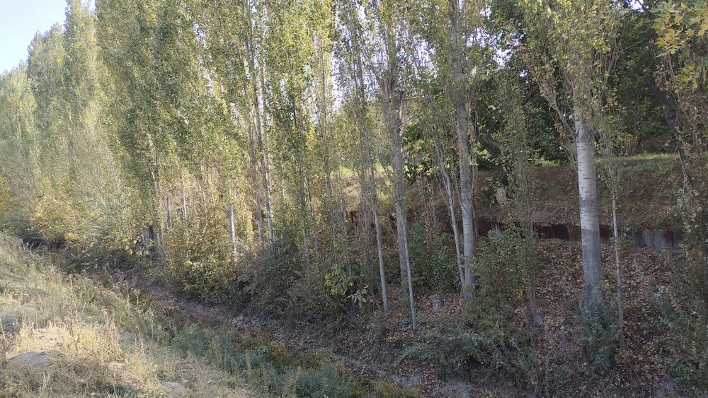 Jaydari terak sotiladi