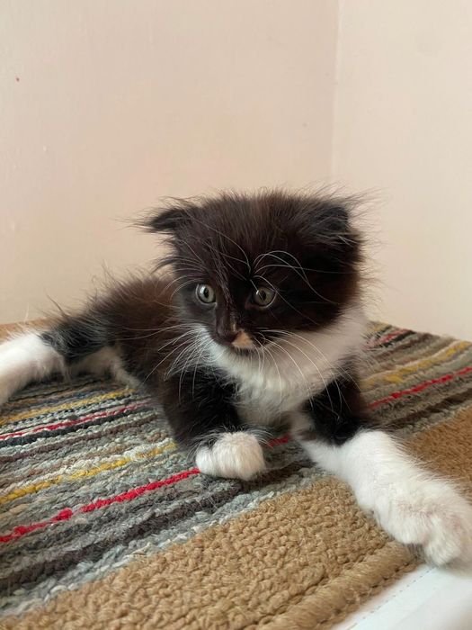 Срочно отдам котят