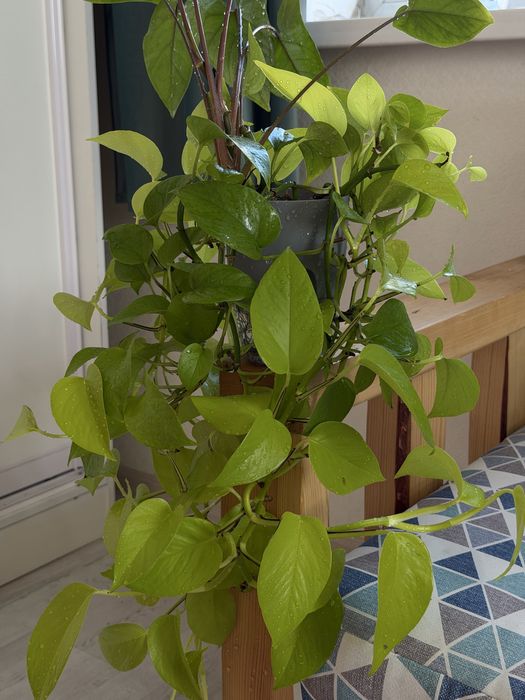 Эпипремнум лимонный