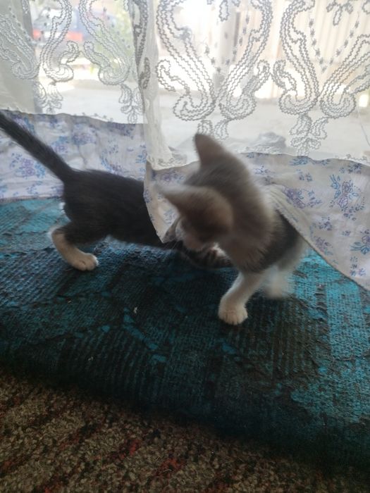 Отдам котят в добрые руки