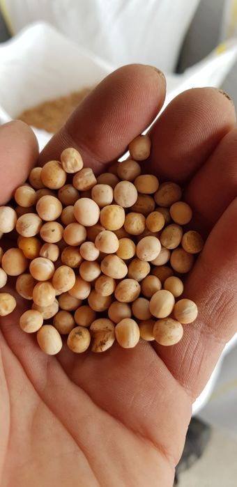 Vând mazăre furajera