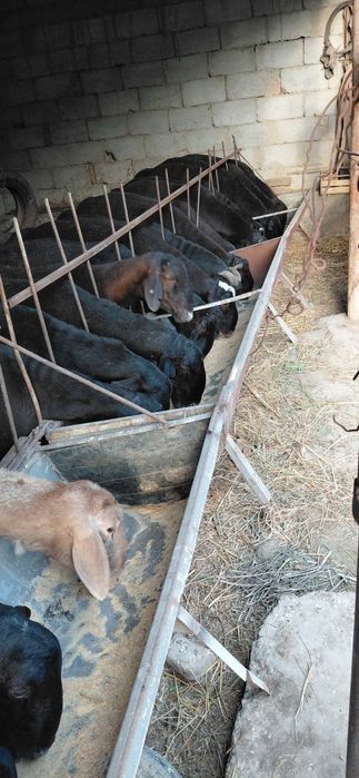 Toza Hisori Qo'zi Qo'chqorlar sotiladi.