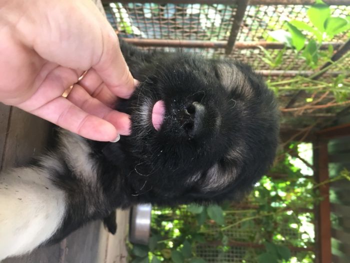 кавказская овчарка щенки