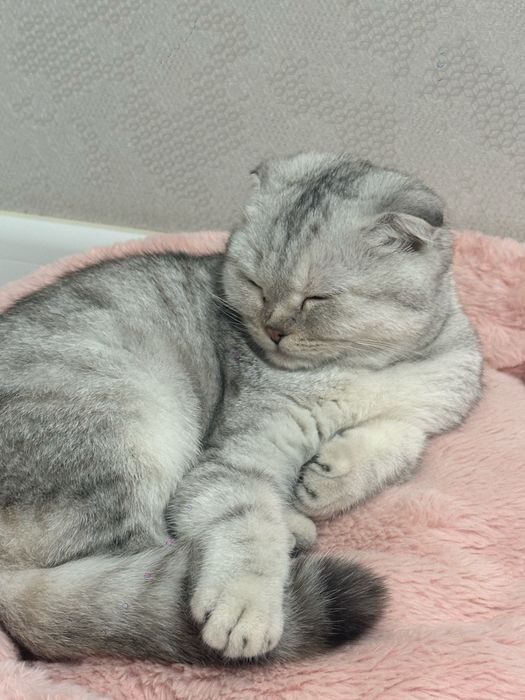 Отдам шотландская кошка