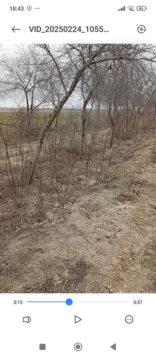 Gilos koʻchata sotiladi