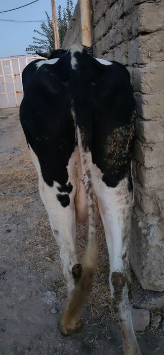 Qora mollar galeshten frist