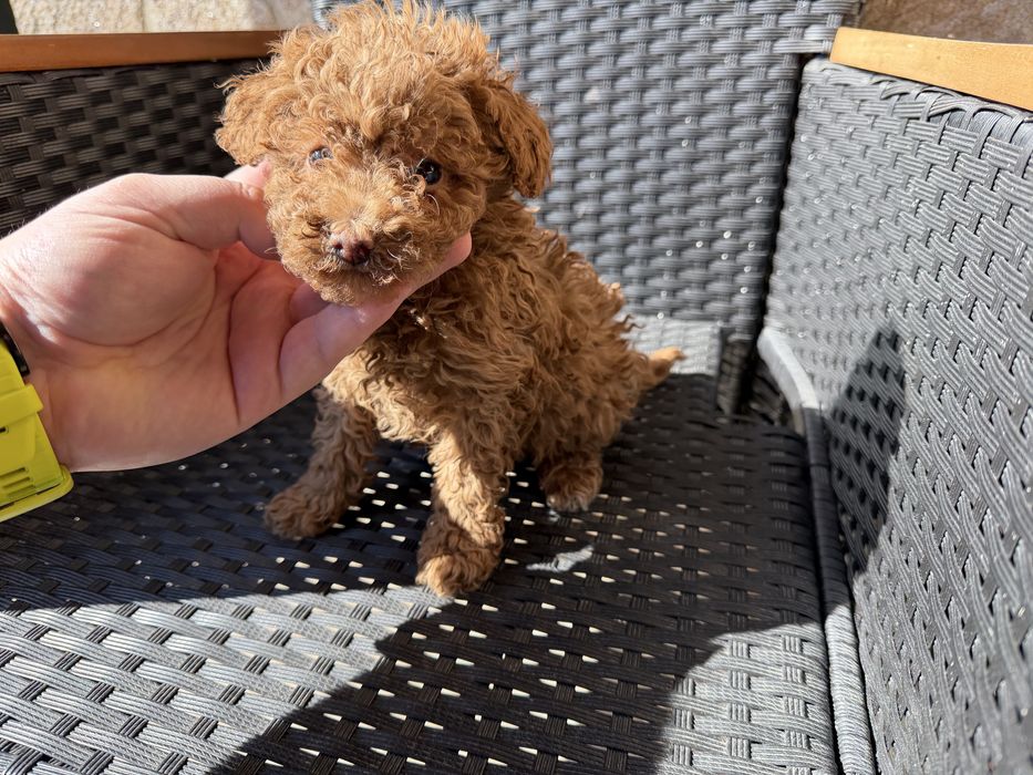 Мини пудели актулано от 19.2.2026