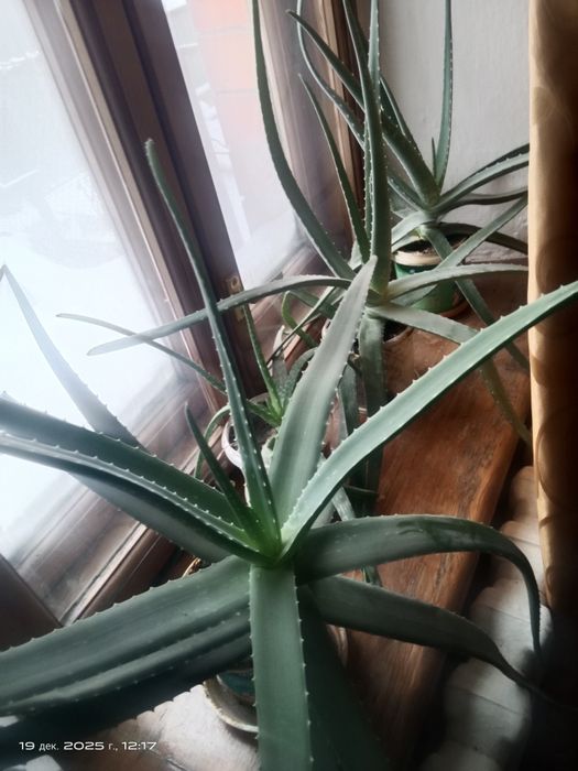 Продам алоэ вера и калонхоэ