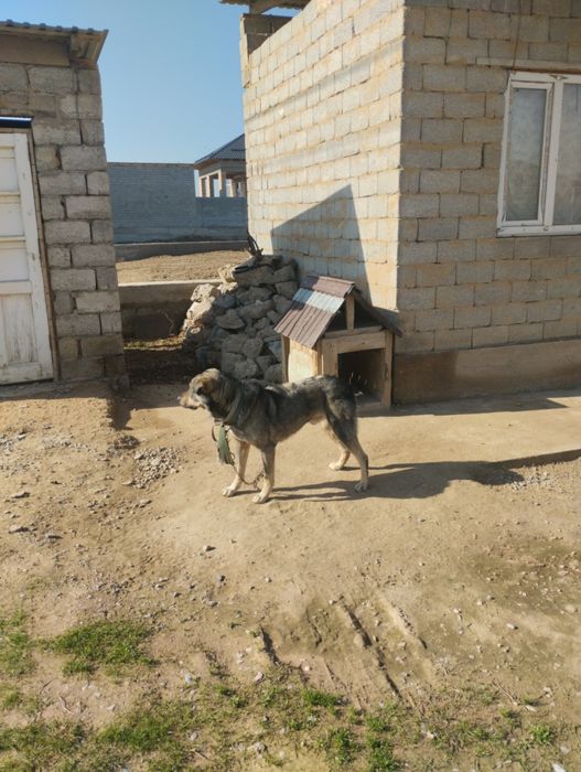 Отдам хорошие Руки,бесплатно,тегін