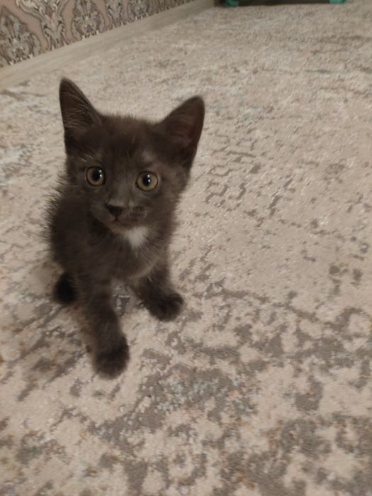 отдам котенка в добрые руки