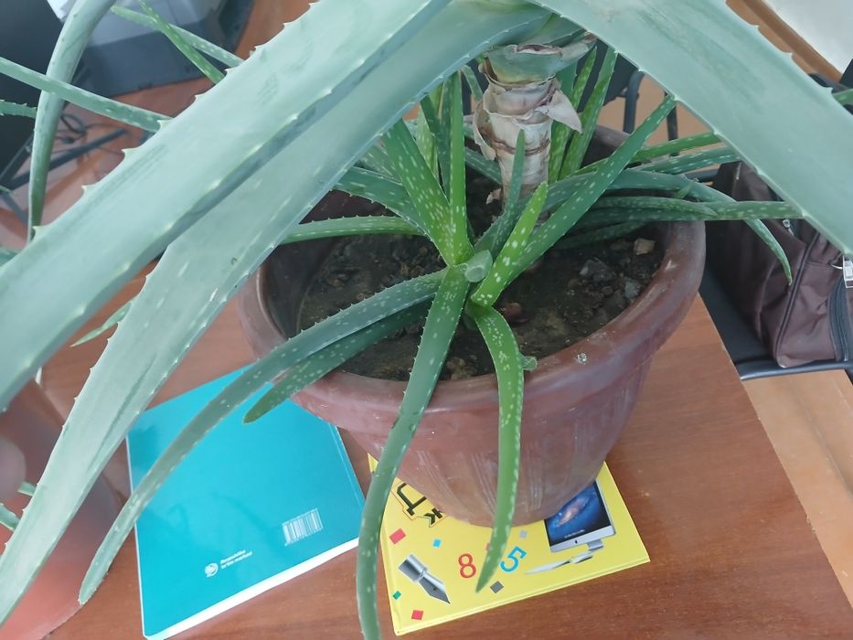 Katta katta keep yillik gullar soriladi Aloe Sansevarii guli shifobaxs
