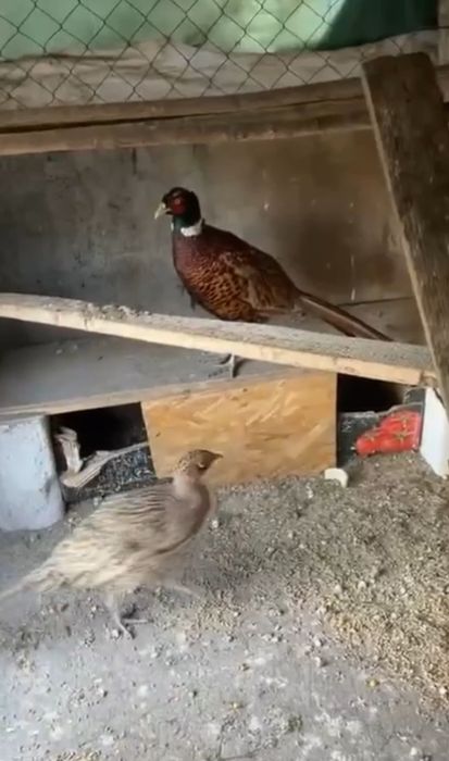 Vând fazan si fazanită