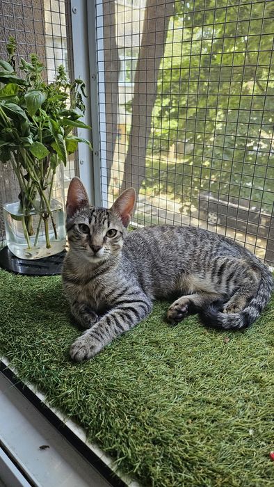 Adoptie pui pisica baietel