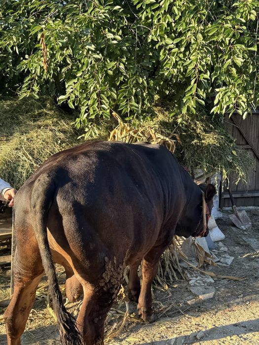 Vițel Angus.