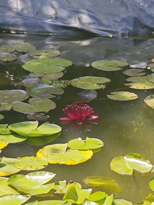 Продавам водни лилии