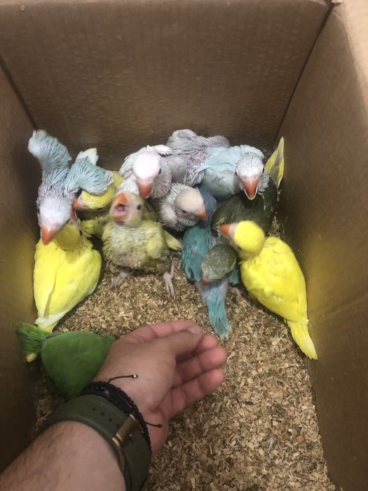 Papagali pui vorbitori de la crescatorie Micul Alexandru Alexander