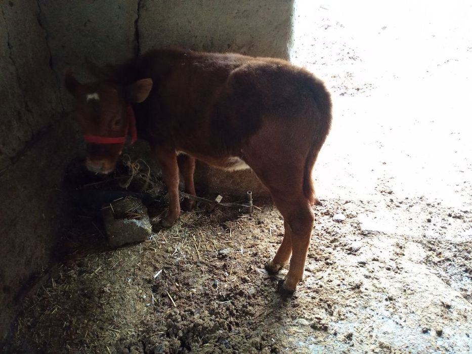 Ona bola sigir shvet qizil 2ta ona bola sigir