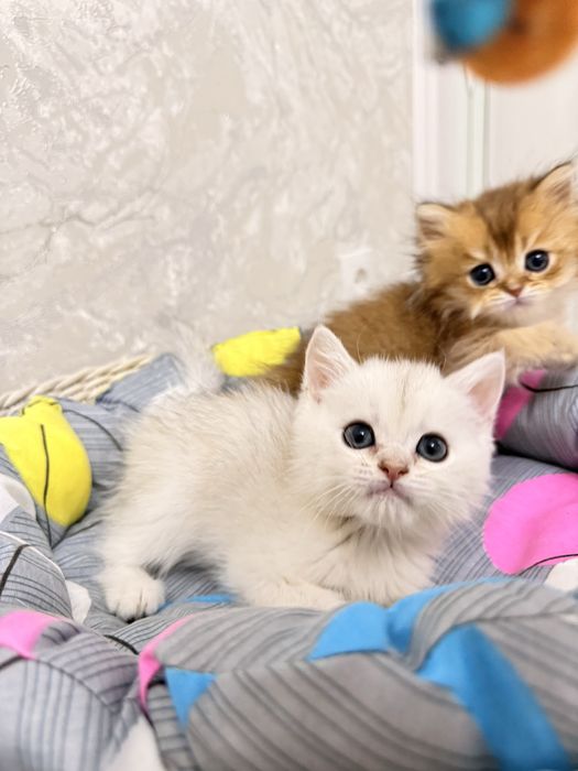 На продаже котята серебристые шиншиллы