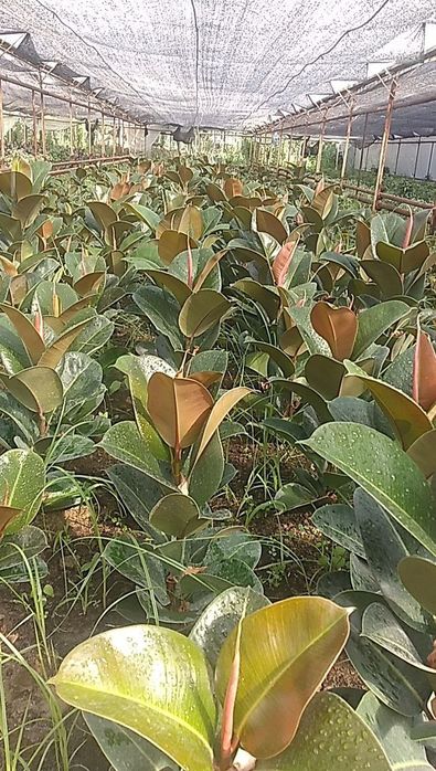 Фикусы Бенжамина